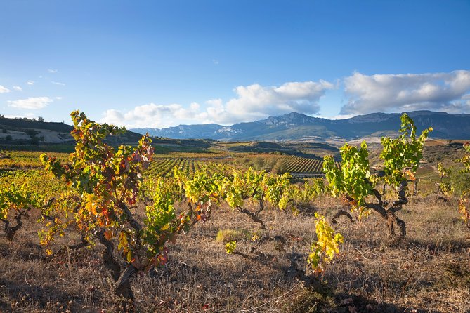 Rioja Wine Tour: 2 Wineries From Pamplona