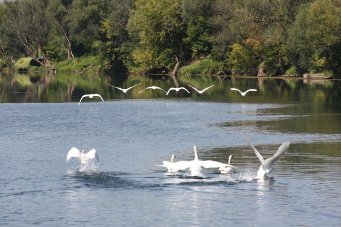 River Boat Tour in ŽItna LađA With Food and Drinks Tasting - Highlights of the Tour