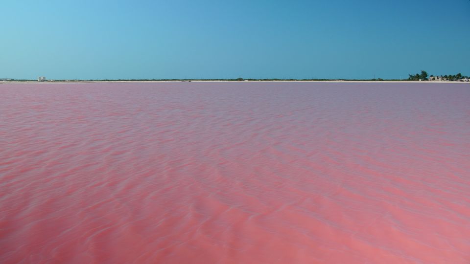 Riviera Maya: Rio Lagartos & Las Coloradas Day Trip W/Lunch - Customer Feedback