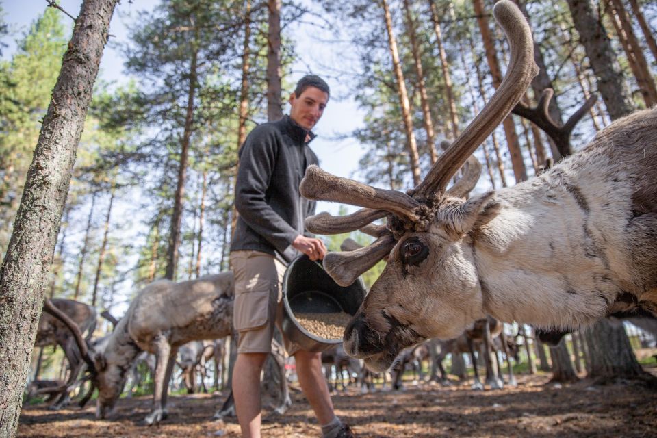 Rovaniemi: Authentic Reindeer Farm & Canoeing - Experience Highlights