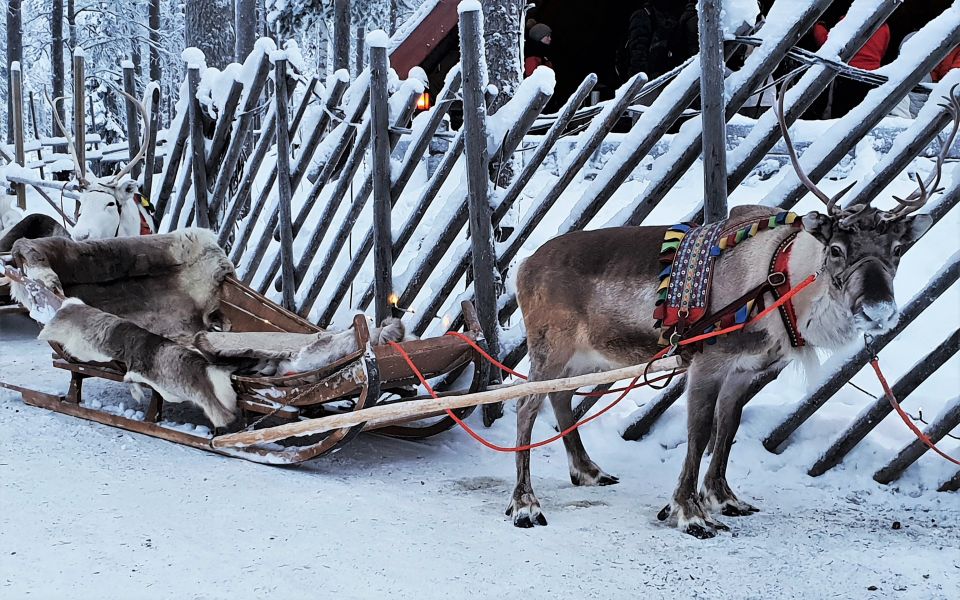 Rovaniemi: Authentic Reindeer Farm Visit and Sleigh Ride - Tour Review Summary