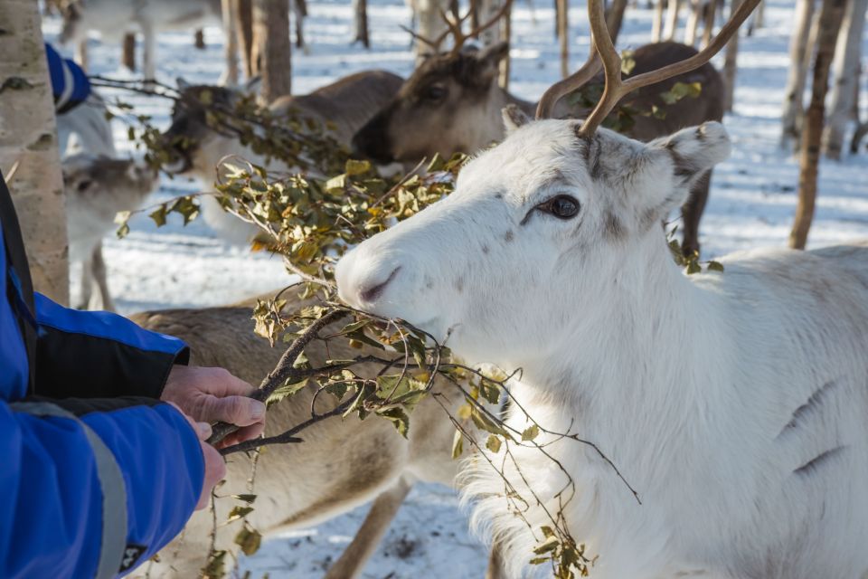 Rovaniemi: Evening Reindeer Safari - Immerse in Reindeer Herding Culture