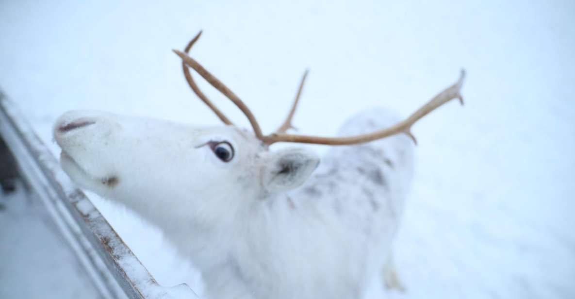 Rovaniemi: Husky and Reindeer Farm Visit With Sleigh Rides - Tour Description