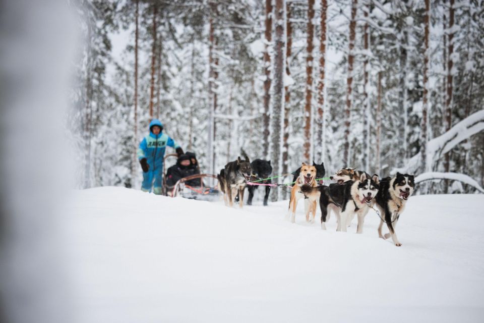 Rovaniemi: Husky Park and Reindeer Farm Combo by Minibus - Review Summary