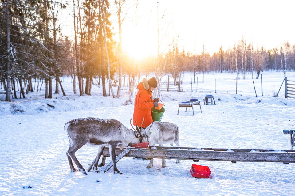 Rovaniemi: Local Reindeer Farm Visit With 2 Km Sleigh Ride - Tour Highlights