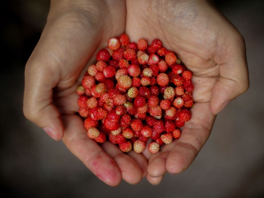 Rovaniemi: Mushrooms & Wild Berries Picking Tour - Common questions