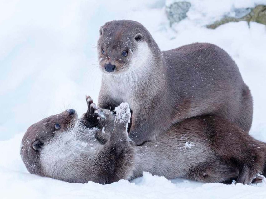 Rovaniemi: Ranua Zoo Small Group Tour & Buffet Lunch - Inclusions