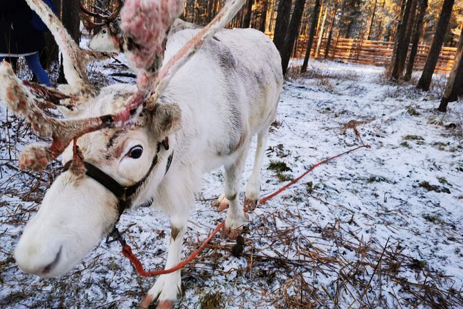 Rovaniemi: Reindeer Activity & Aurora BBQ Tour! - Last Words
