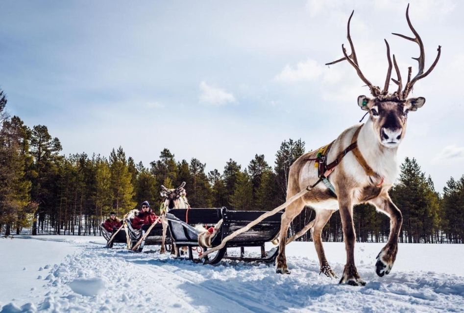 Rovaniemi: Reindeer Farm Tour With Sledge Ride & Pickup - Review Summary