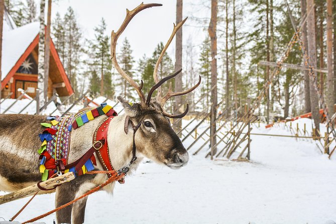 Rovaniemi Reindeer Farm Visit and Safari - Last Words