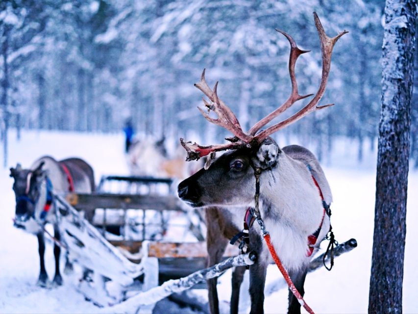 Rovaniemi: Reindeer Farm Visit & Short Sled Ride - Tour Inclusions