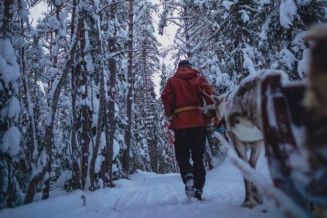 Rovaniemi: Reindeer Farm Visit & Short Sled Ride - Pricing and Booking Information