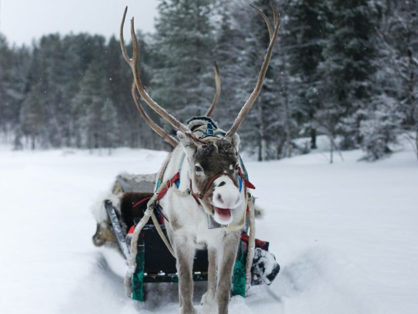 Rovaniemi: Reindeer Safari Tour & 2.5 Km Sled Ride - Tour Inclusions