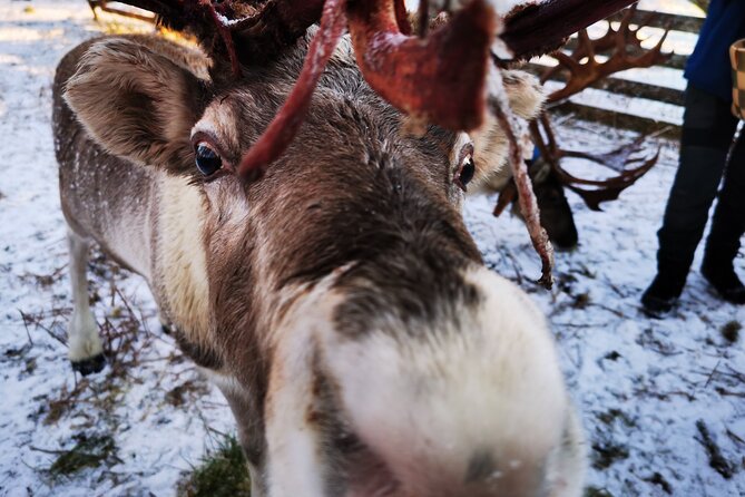 Rovaniemi Reindeers Farm & Husky Safari Aurora BBQ Tour! - Additional Information