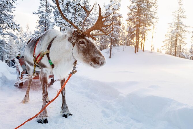 Rovaniemi Santa Claus Village, Reindeer and Husky Tour - Traveler Reviews