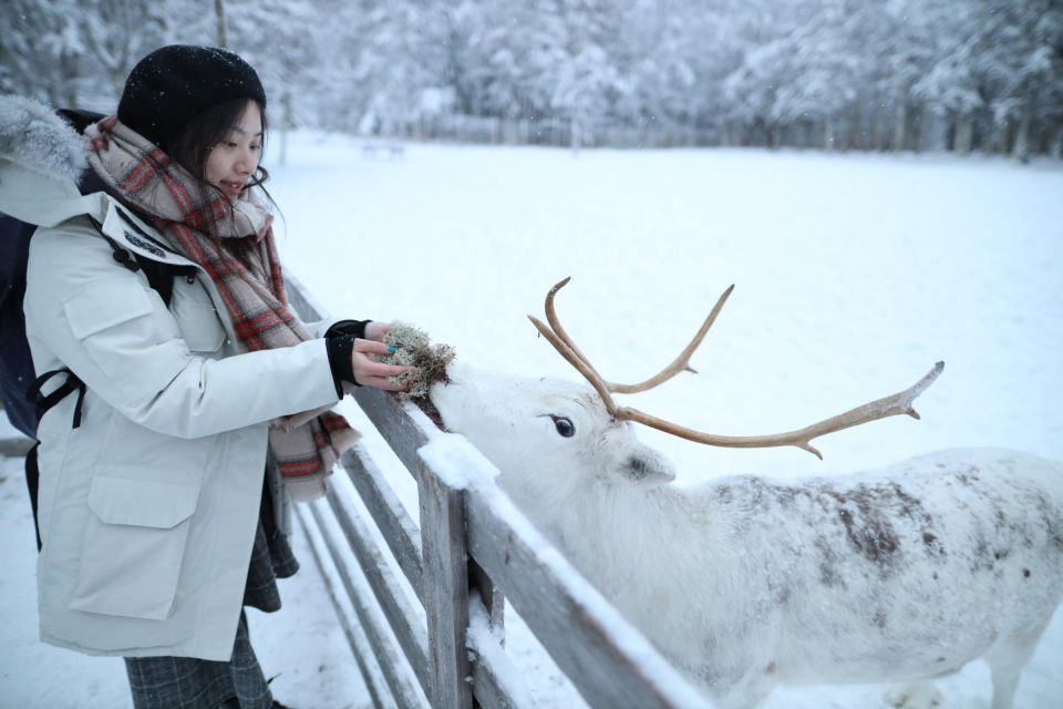 Rovaniemi: Santa Claus Village Tour Huskies & Reindeer Visit - Traveler Reviews and Testimonials