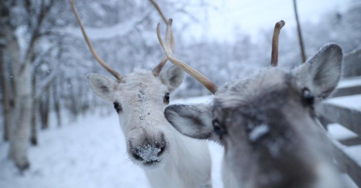 Rovaniemi: Santa Claus Village Tour & Reindeer & Husky Ride - Full Experience Description