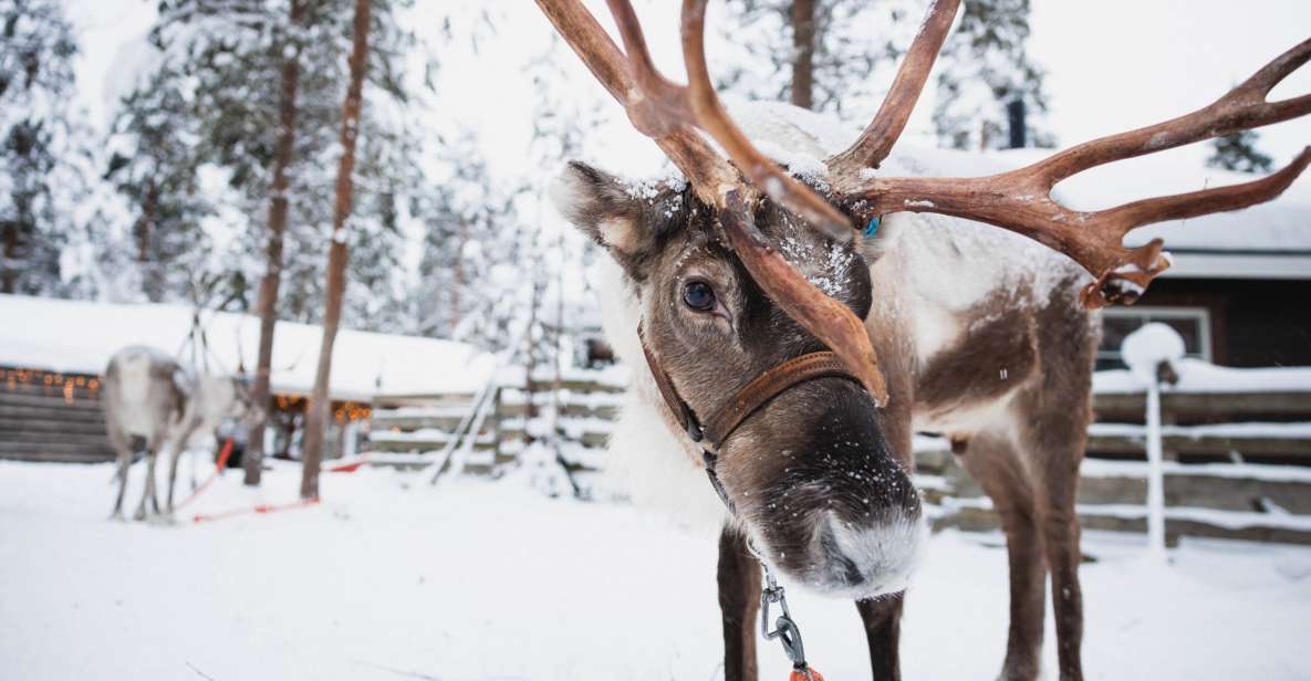 Rovaniemi: Snowmobile Tour and Reindeer Farm Experience - Review Summary