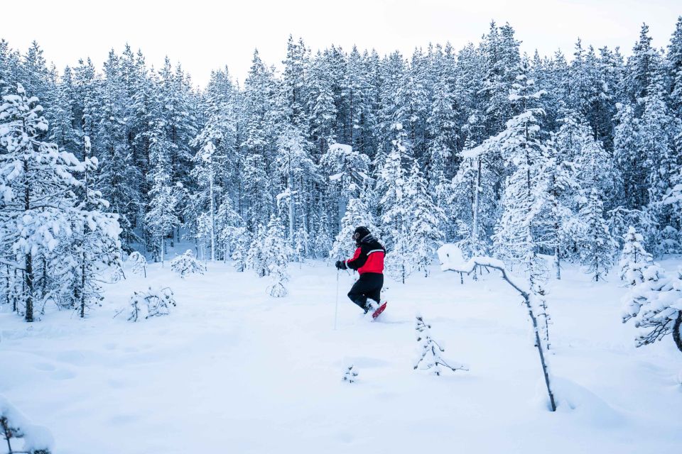 Rovaniemi: Snowshoe Wilderness Adventure - Tour Logistics