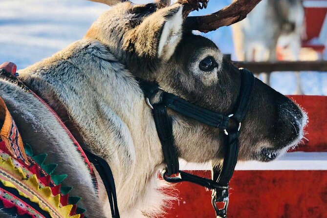 Rovaniemi Tour: Snowmobile, Arctic Reindeer and Husky Safari Ride - Common questions