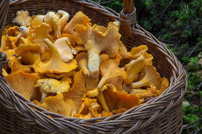 Rovaniemi Wild Mushroom or Berry Foraging Adventure (Mar ) - Additional Info and Cancellation Policy