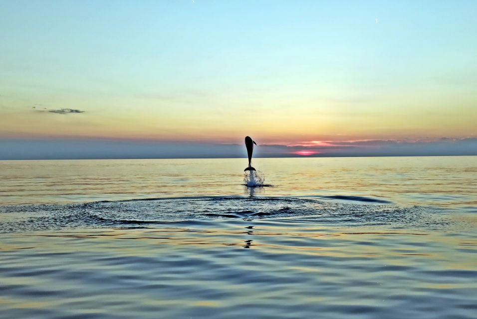 Rovinj: Dolphin Watching Sunset Speedboat Trip With Drinks - Activity Highlights