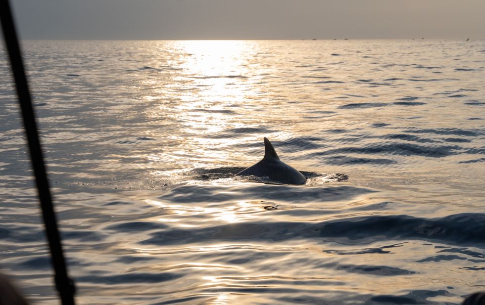 Rovinj: Sunrise Dolphin-Watching Speedboat Tour - Tour Highlights