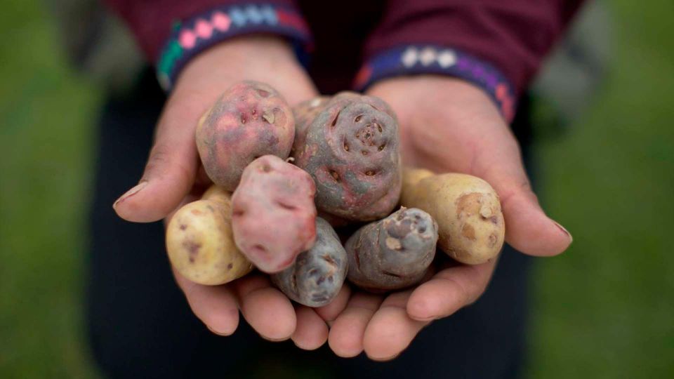 Rural Tourism in the Potato Park - Sacred Valley - Engaging Activities Offered