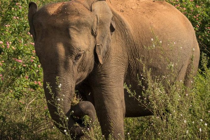 Safari at Udawalawe National Park - Common questions