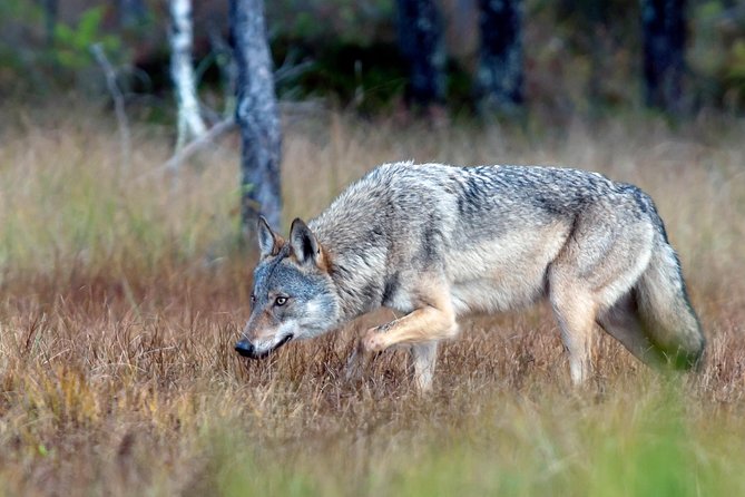 Safe Bear-Watching Experience at Night  - Finland - Cancellation Policy