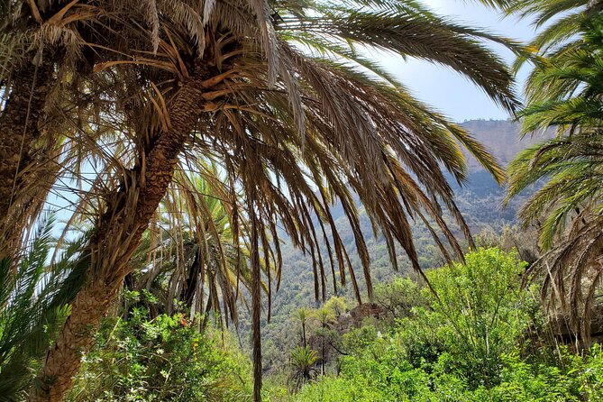 Sahara Desert and Paradise Valley Including Tajine for Lunch - Common questions