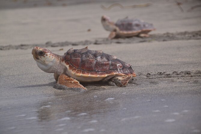 Sal Island: Sea Turtles Experience From Santa Maria - Additional Info