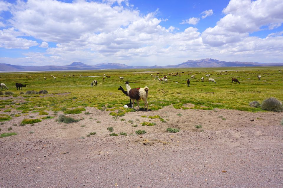 Salinas Salt Lagoon Private Tour: Day Trip From Arequipa - Minimum Booking Requirements