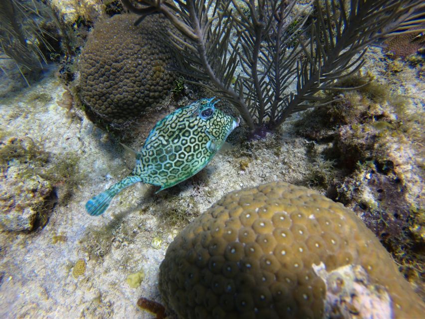 San Andrés: Guided Scuba Diving Trip With Hotel Transfer - Trip Information