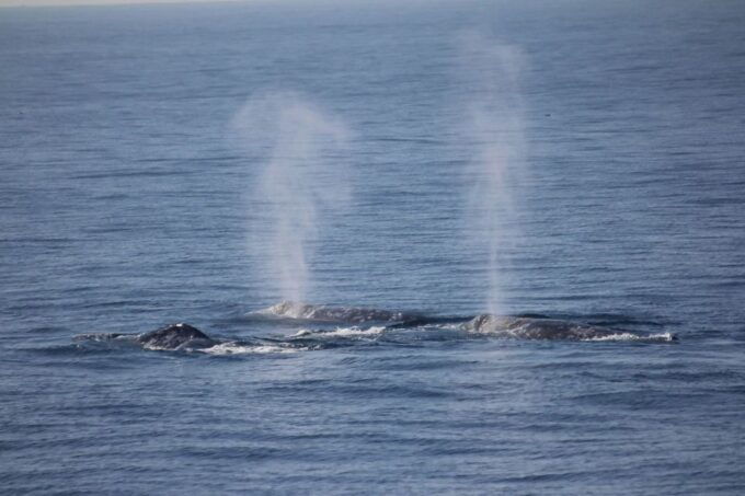 San Diego: Whale Watching Tour - Participant Information and Requirements