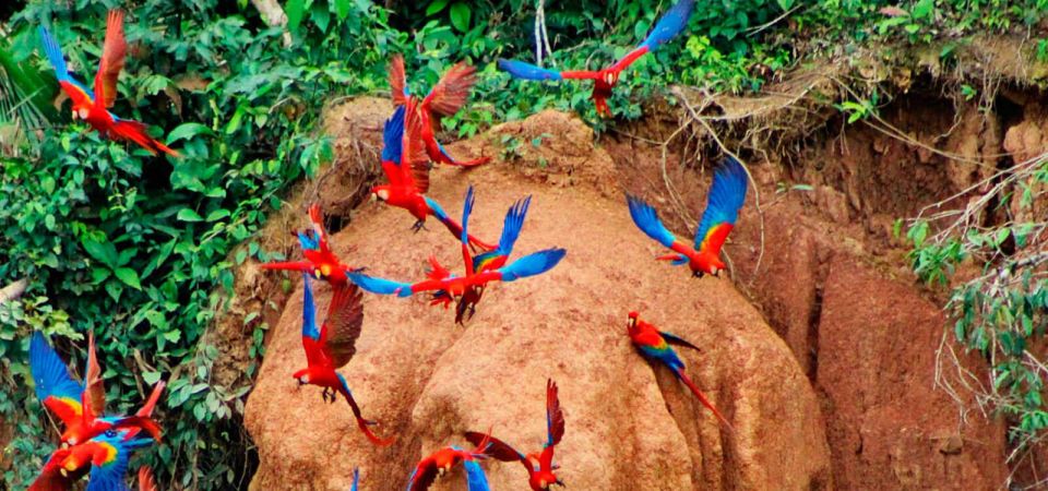 Sandoval Lake Tambopata 4 Days 3 Nights: Chuncho Macaw Clay - Detailed Itinerary for 4-Day Tour