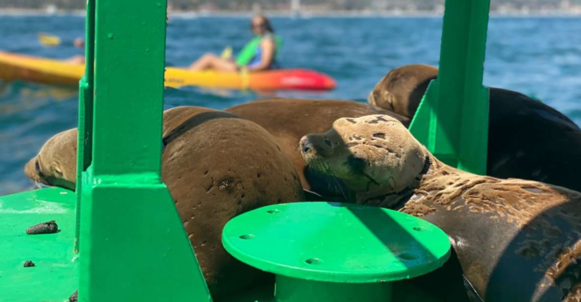 Santa Barbara: Guided Sea Lion Kayaking Tour - Full Experience Description