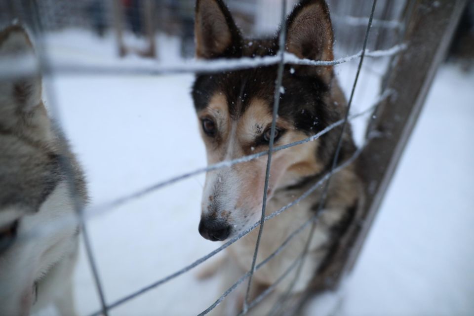 Santa Claus Village and Husky Guided Tour - Reservation Options