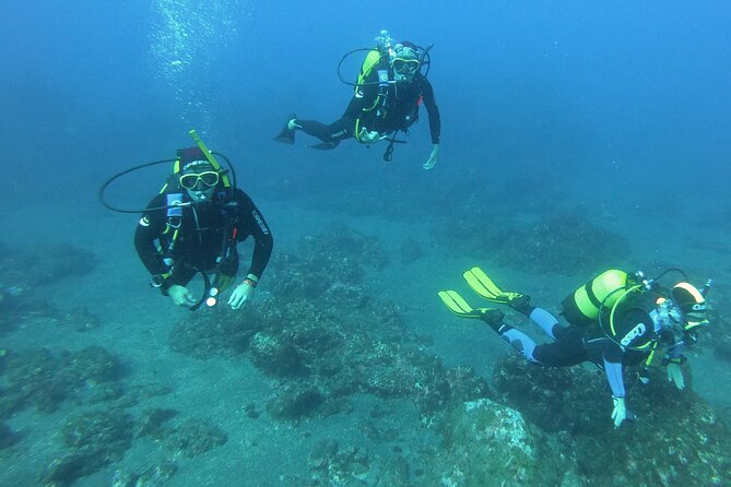 Sao Miguel Scuba Diving Experience for Certified Divers  - Ponta Delgada - Destination Highlights