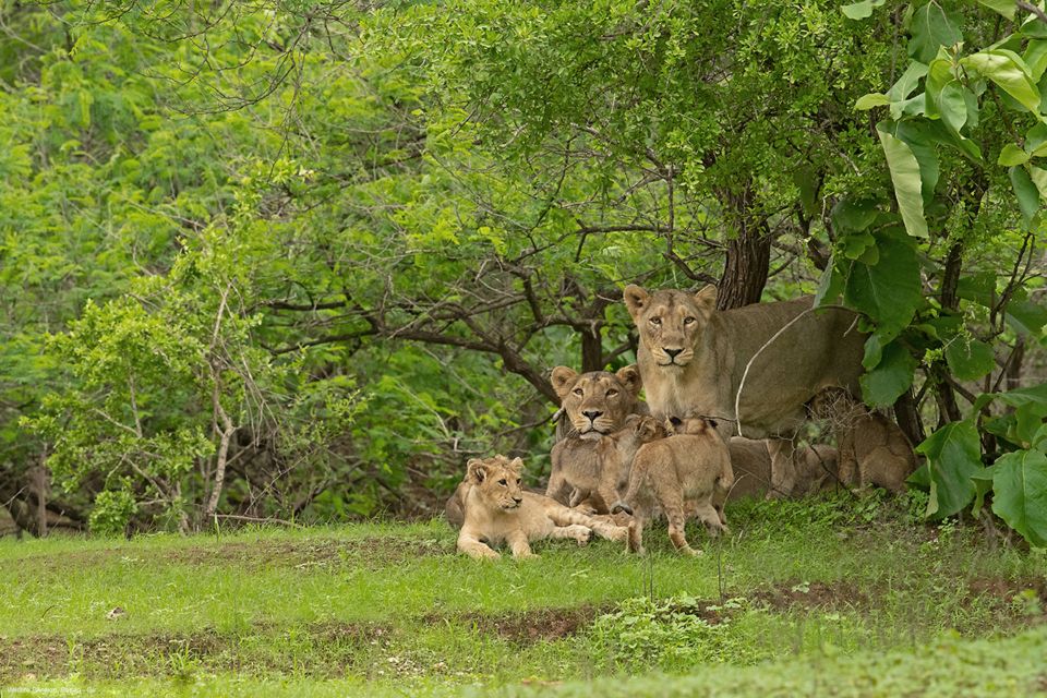Sasan Gir: Devalia Park Safari With Skip-The-Line Access - Location Information