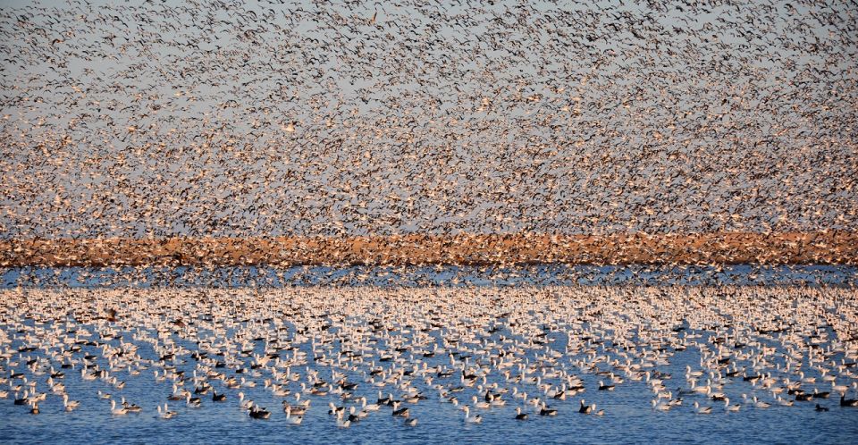 Saskatoon, Canada: 8-Hour Tour to View Whooping Cranes - Participant Information