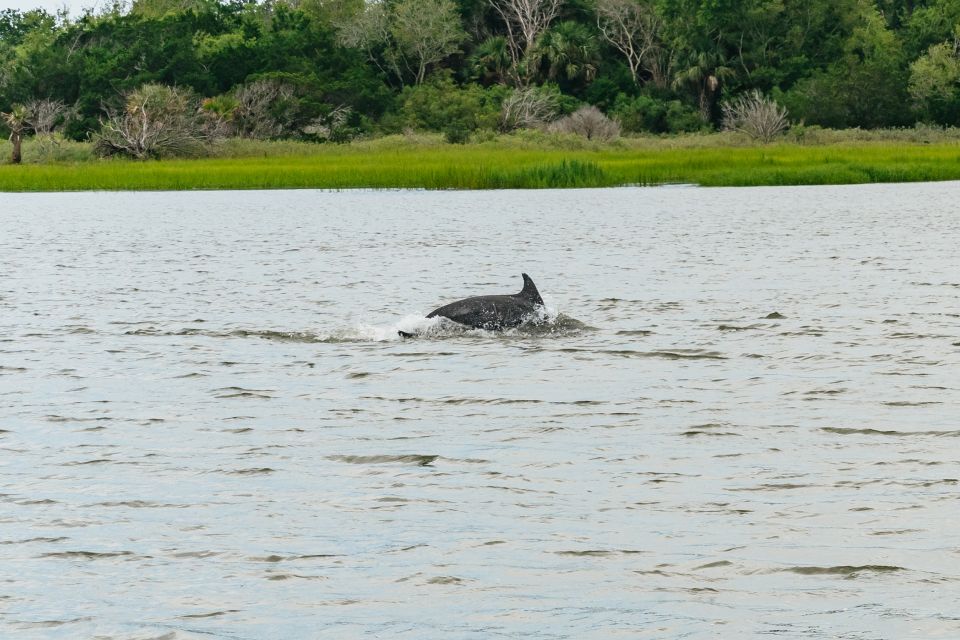 Savannah: Tybee Island Dolphin Tour - Review Summary