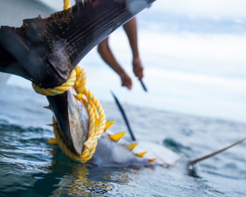 Sayulita Offshore Fishing: Sunrise to Sunset at La Corveteña - Add-Ons Available