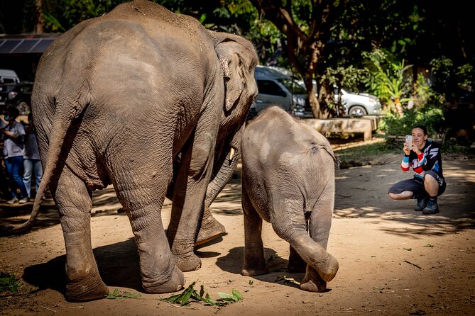 Scooter Adventure With Elephants Views and FUN Drive Yourself - Captivating Visual Content