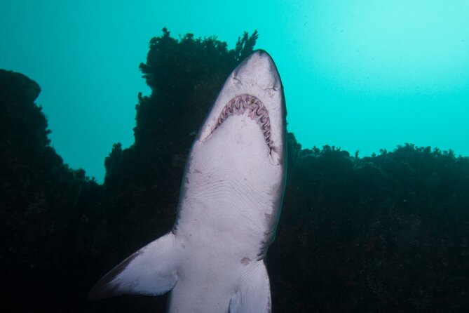 Scuba Dive With Grey Nurse Sharks in Bushrangers Bay - Transportation and Accessibility