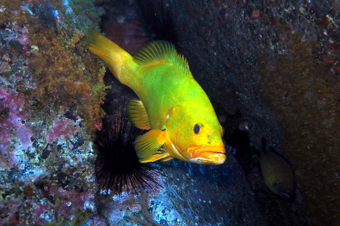 Scuba Diving Experience in Madeira - Meeting and Logistics