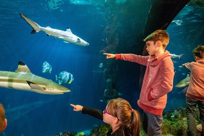 SEA LIFE Hannover Ticket - Underwater Exhibits Overview