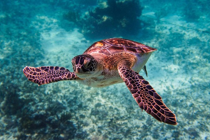 Sea Turtle and Cenotes Tour Snorkeling From Riviera Maya - Inclusions