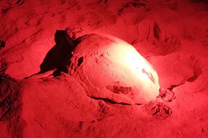 Sea Turtle Nesting Observation on Sal Island - Guided Tours and Excursions
