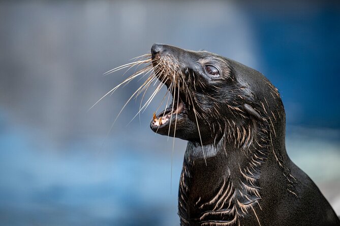 Seal Experience at Melbourne Zoo - Excl. Entry - Group Size Limit